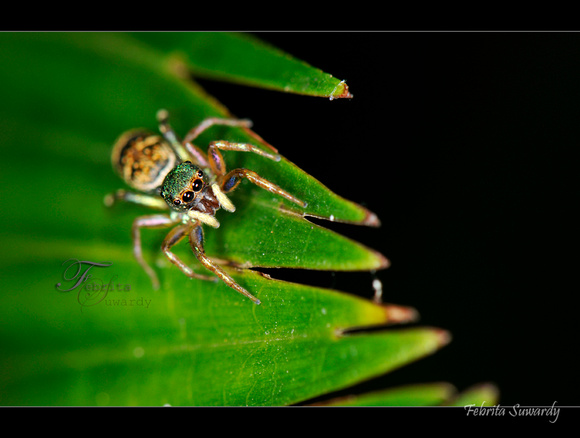Cute Jumping Spider!