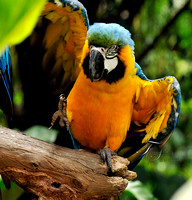 A Baby Blue and Yellow Macaw