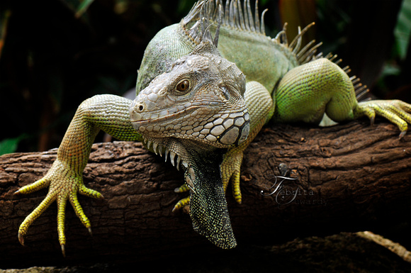 Iguana with an Attitude