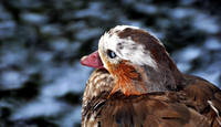 Baby Mandarin Duckie