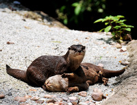 Otters at Play