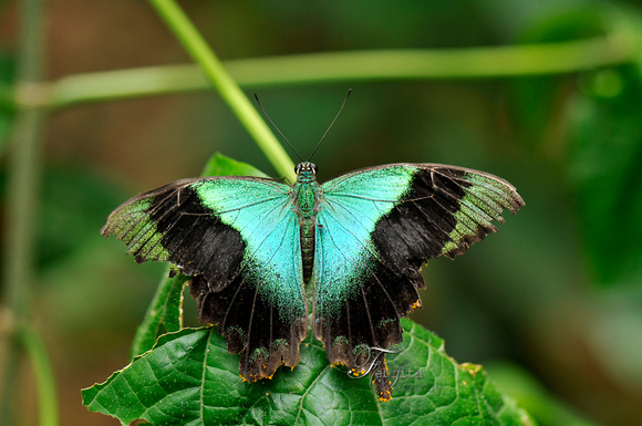 Emerald Butterfly