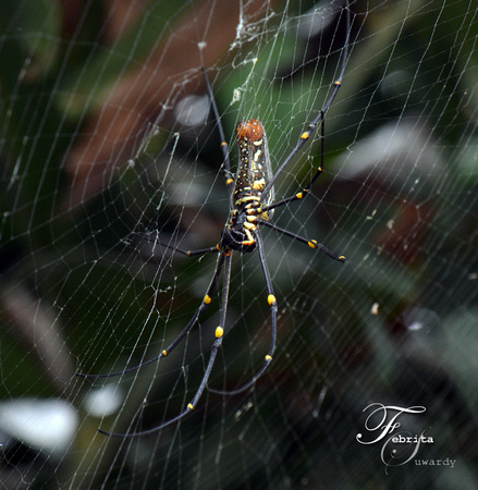 Nephila pilipes (Giant Wood Spider)