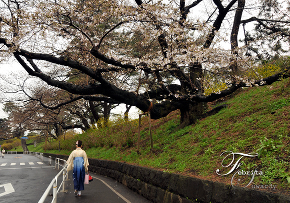 Cherry Blossoms at Yotsuya
