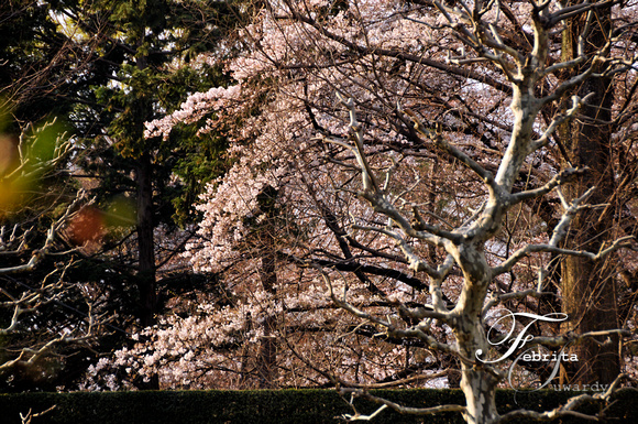 Cherry Blossoms at the Aoyama Palace