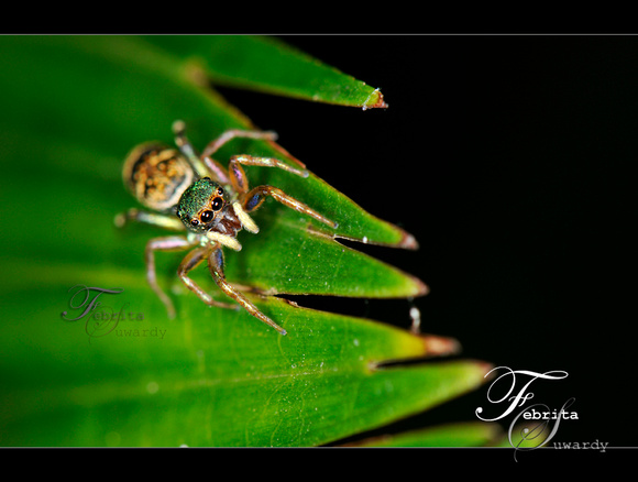 Cute Jumping Spider!